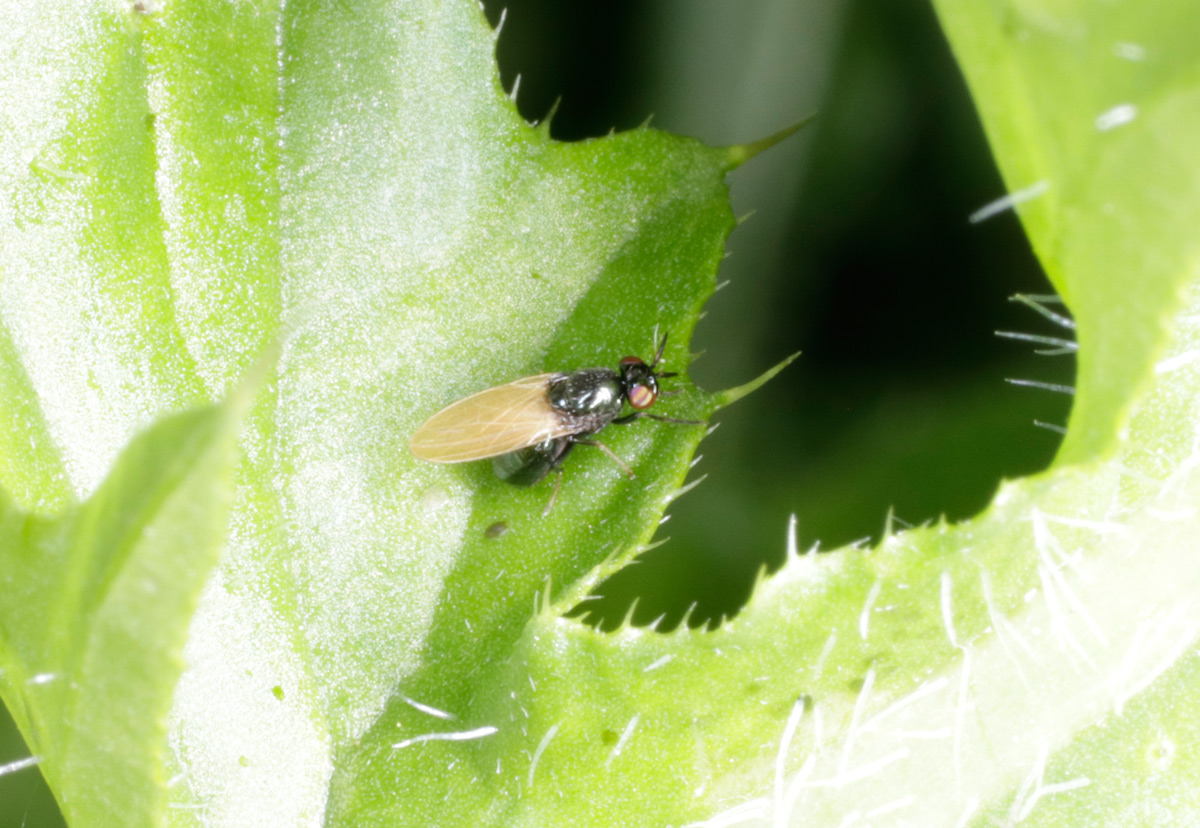 Lauxanidae: Lauxania sp.